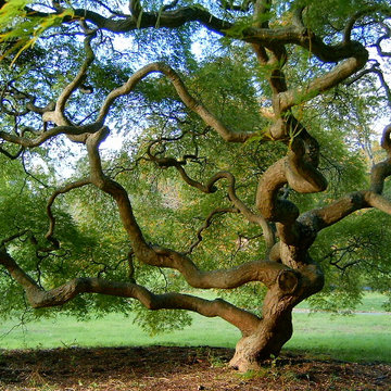 Japanese Maples | Selection | Care
