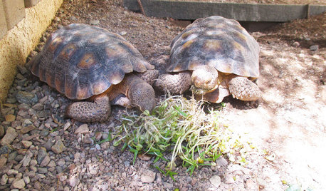Pet’s Place: Tortoises Take to Yard Life in Arizona