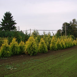 Frost Nursery 091.JPG - Plants