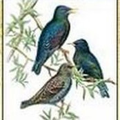 Jackie Collins's photo