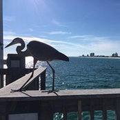 Susan Cooper's photo