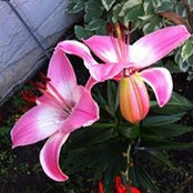 Foto von Penelope Wilson