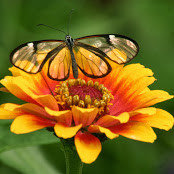 Francine Rattner's photo