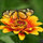 francine_rattner