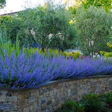 Backyard Ideas