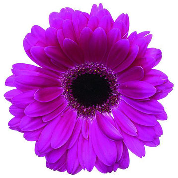 Acrylic picture - Gerbera Flower 30