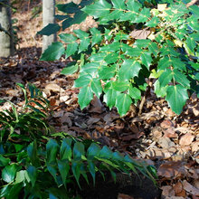 John's outside plants