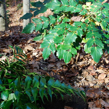 Holly fern and mahonia