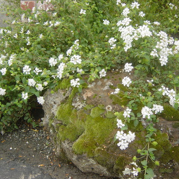 Birthday Gardens
