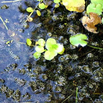 Naturteiche