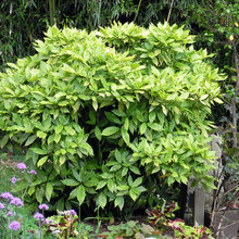 shade garden
