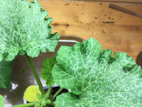 Cucumber Mosaic Virus