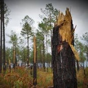 Jeff Delmar's photo