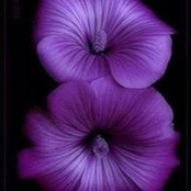 Ginger Chapmans foto