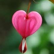 Tracy Nelson's photo