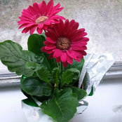 Jolin Rodrigues's photo