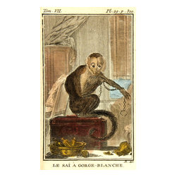Consigned Le Sai Gorge-blanche, C. 1780, Engraving of Monkey - Prints And Posters