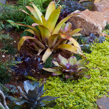 Colorful Shade Garden- Hollywood Hills