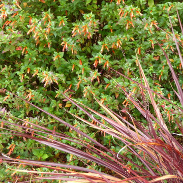 Carpinteria lawn replacement