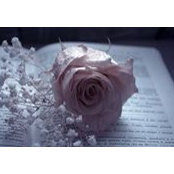 Suri Vu's photo