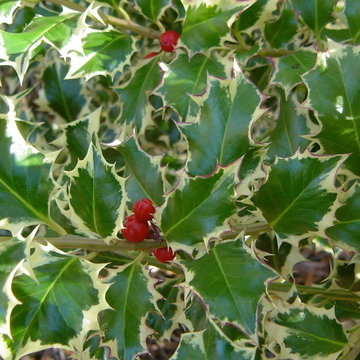 Birthday Gardens