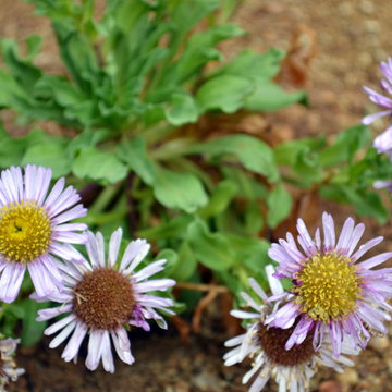 Sustainable Garden