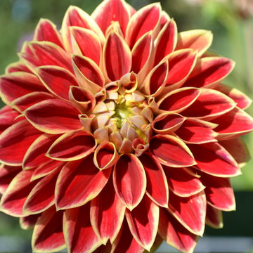 Floral-dahlia