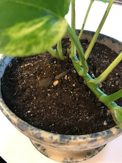 Fungus or mold growing on top of my soil? | Houzz Forum
