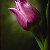 Foto von Manar Yousef