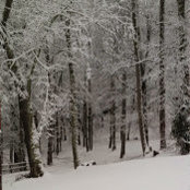 Jill Williams's photo
