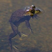 Gilles Lalonde's photo