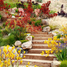 Kangaroo Paw