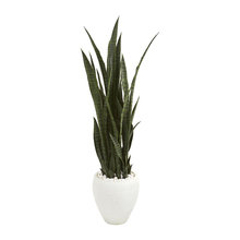 Boston House Plants