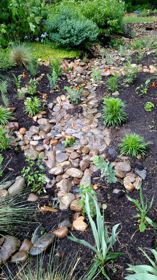 Freshly Planted in Spring Rain