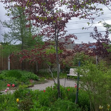 Rose's Garden