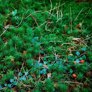 Moss garden