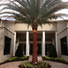 Tampa Landscape