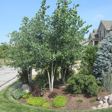 TREES