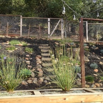 Low Maintenance Oakland Native Habitat