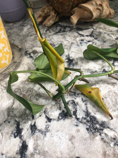 Wilting Pothos, please help! | Houzz Forum