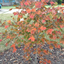 Houston Seasonal Color