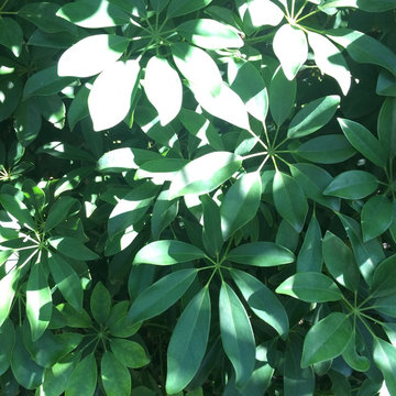 Plants we love