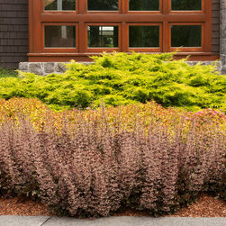Crimson Curls Coral Bells - Plants