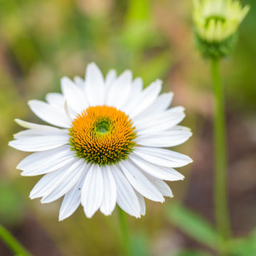 Neglected Landscape Turns into Pollinator Paradise