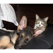 Magellan Cat's photo