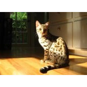 Foto von Moe Moe Thwe