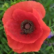 Allida Joyce's photo