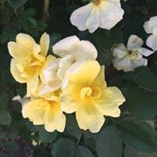 Julie Smith's photo