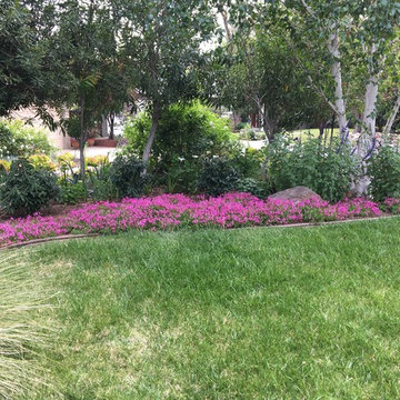 Saratoga - Lawn replacement & reduction