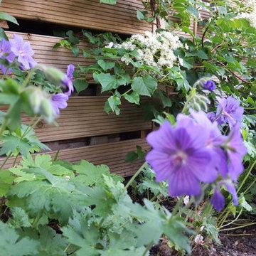 Blütenvielfalt im Hausgarten